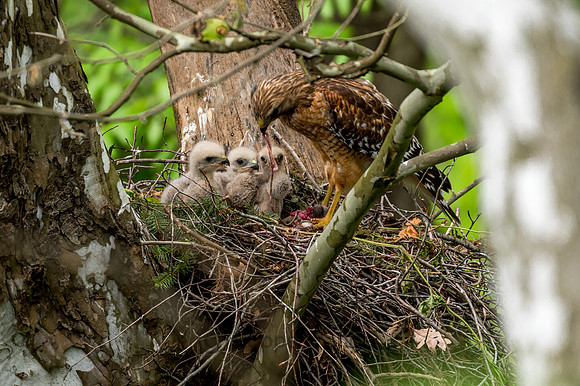 Red-Shouldered Hawk Feeding Young