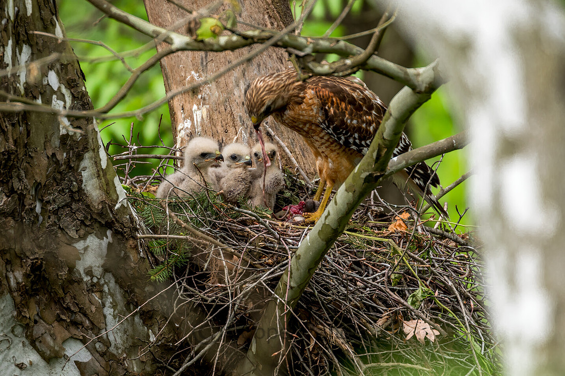 Red-Shouldered Hawk Feeding Young