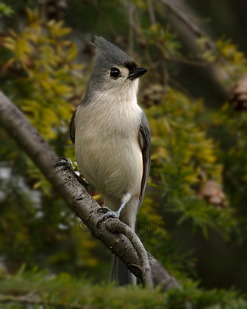 Tufted Titmouse