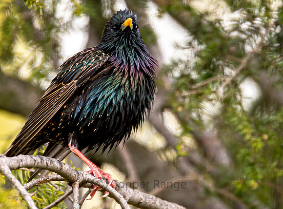 Starling