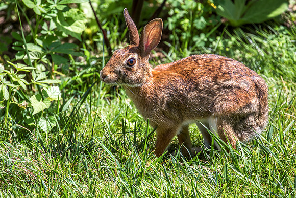 Eastern Cottontail Rabbit