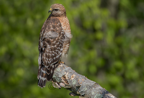 Red-Shouldered Hawk - Female