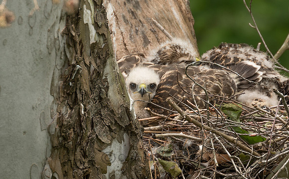 Red-Shouldered Hawk Nestling (Eya)