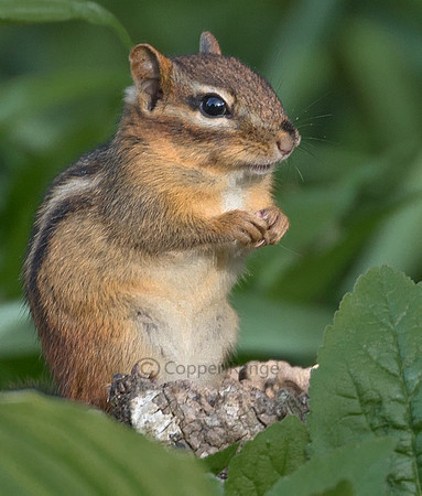 Chipmunk