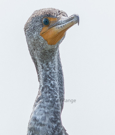 Juvenile Cormorant
