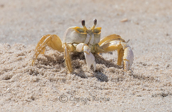 Atlantic Ghost Crab