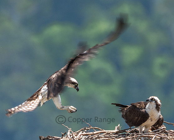 Adult Osprey Pair