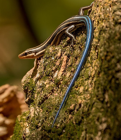 Blue-Tailed Skink