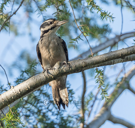 Hairy Woodpecker - Female