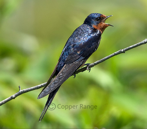 Barn Swallow