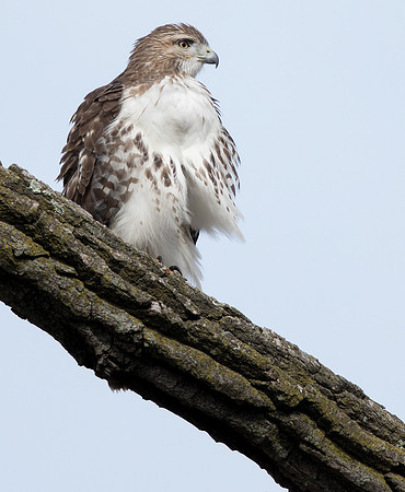 Getting Ready for Winter - Red-tailed Hawk