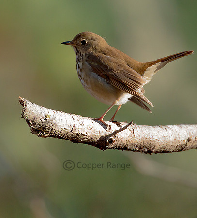 Hermit Thrush