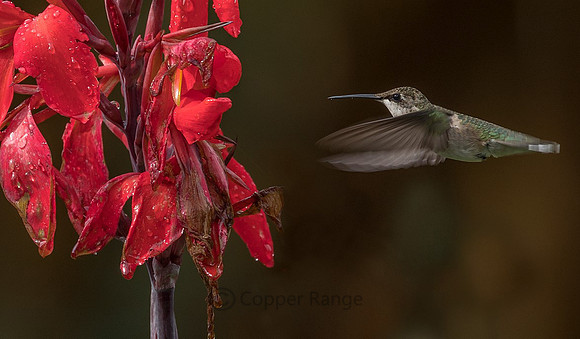 Ruby Throated Hummingbird, female or juvenile
