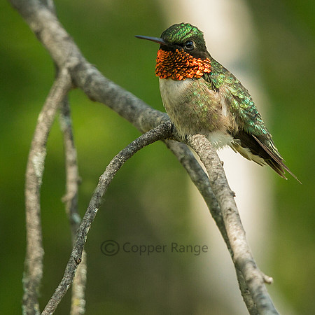 Ruby Throated Hummingbird, Male