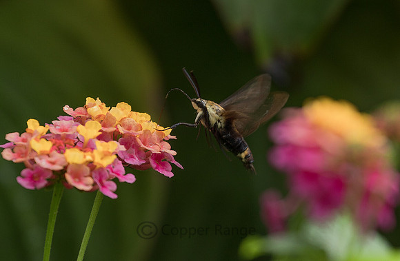 Hummingbird Moth