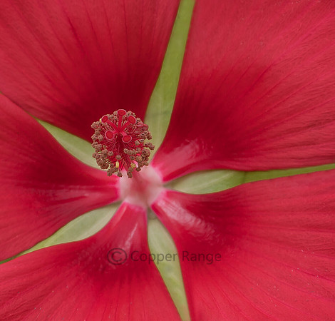 Scarlet Hibiscus