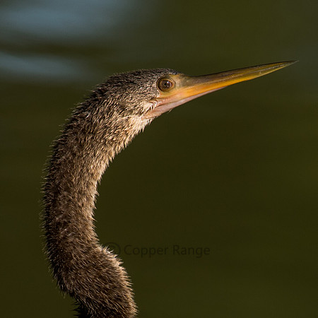 Anhinga, female/juvenile
