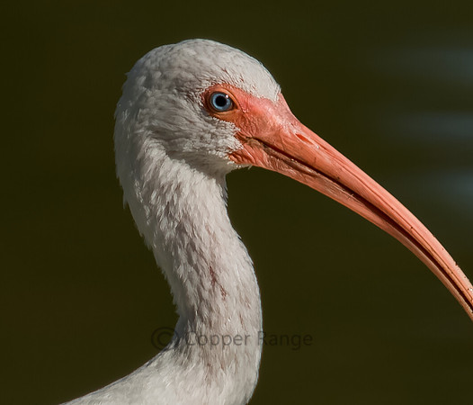 White Ibis