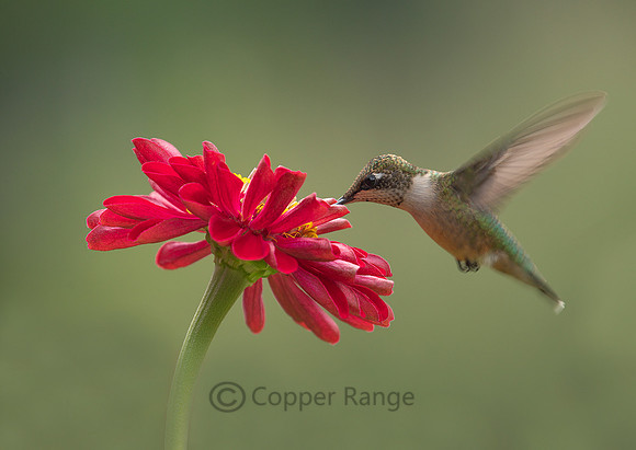 Juvenile Male Ruby Throated Hummingbird