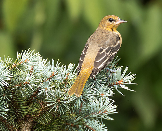 Female Baltimore Oriole