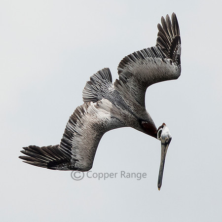 Brown Pelican