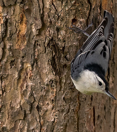 White Breasted Nuthatch