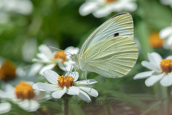 Cabbage White Butterfly