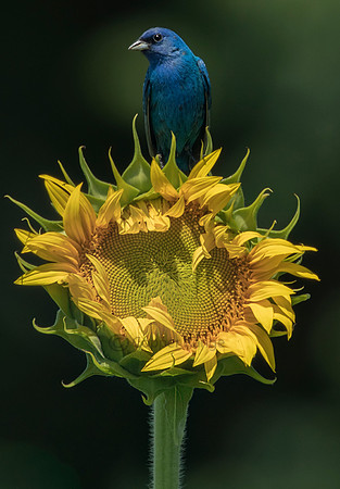 Indigo Bunting - Male