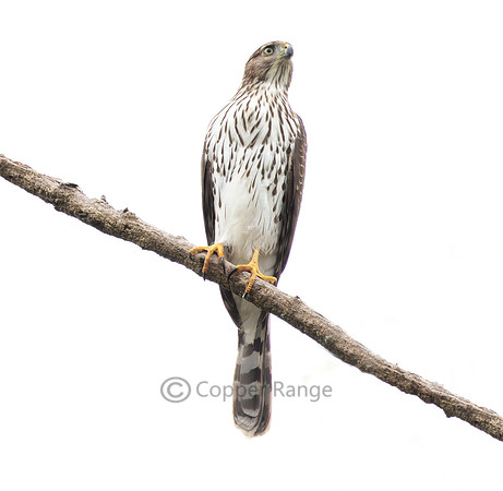 A New Season - Juvenile Cooper's Hawk