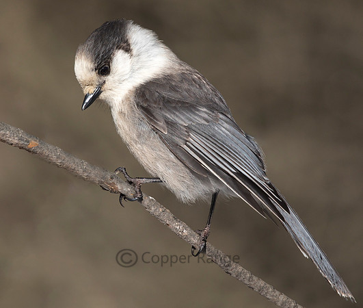 Canada Jay
