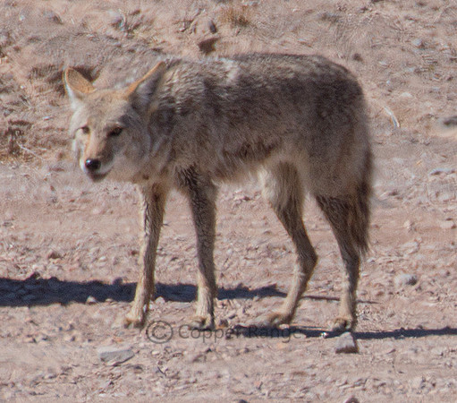Desert Coyote