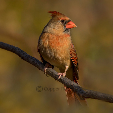 Female Cardinal