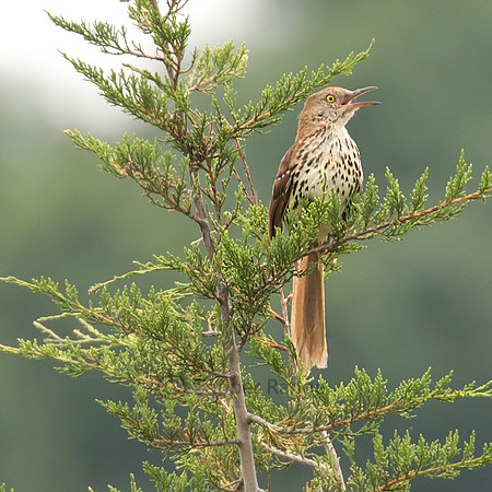 Brown Thrasher