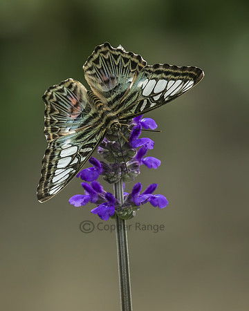 Clipper Butterfly