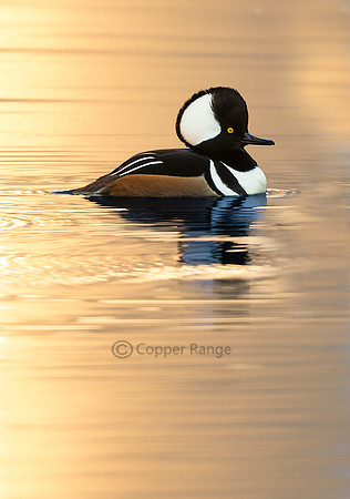 Male Hooded Merganser
