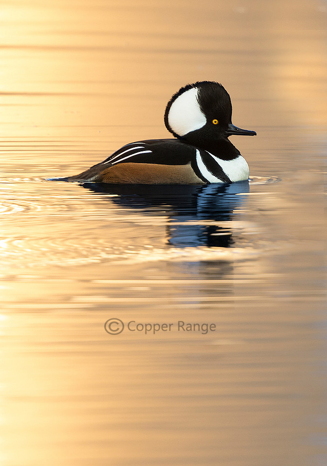 Male Hooded Merganser