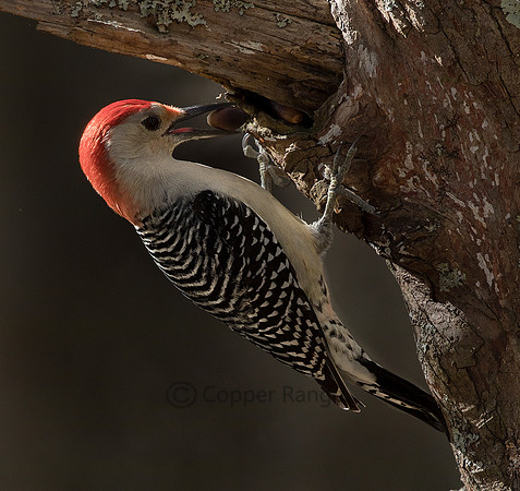 Prepared - Red-Bellied Woodpecker