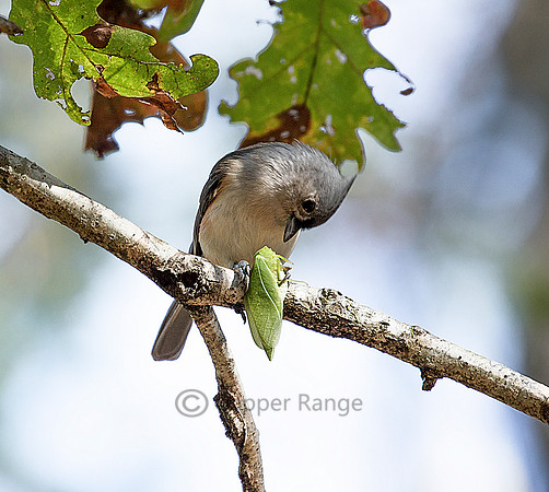 Circle of Life - Tufted Titmouse