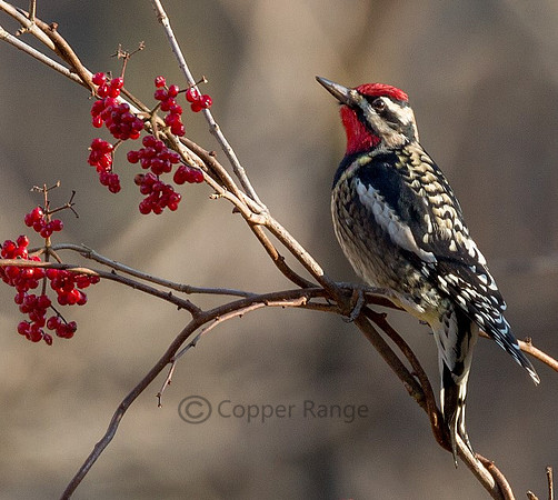 Nature Provides - Yellow-bellied Sapsucker