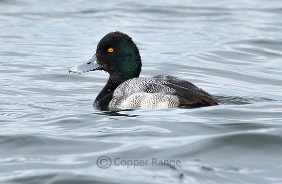 Greater Scaup - Male