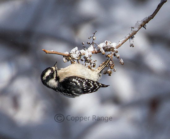 Snow Birds - Downy Woodpecker