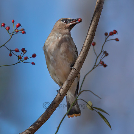 Eating Like A Bird - Cedar Waxwing Fruit Lover