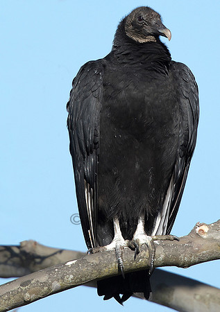 Black Vulture Portrait