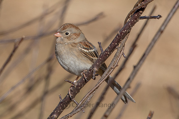 Field Sparrow