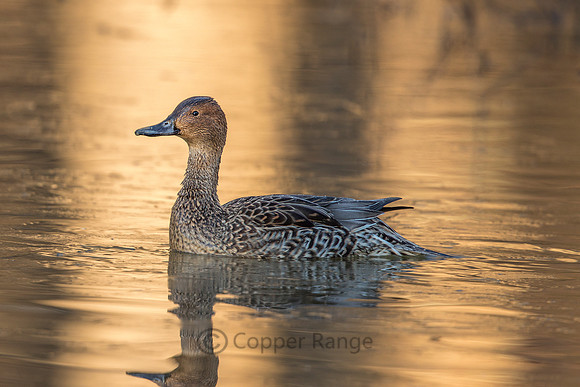Northern Pintail Duck - Female