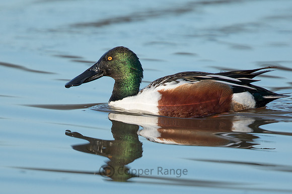 Northern Shoveler - Male