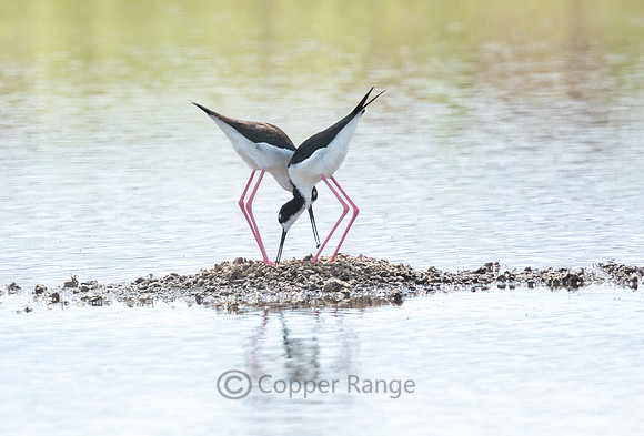 Black Neck Stilt