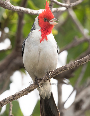Red-crested Cardinal