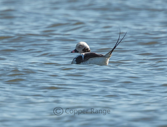 Long-tail Duck - Immature Male