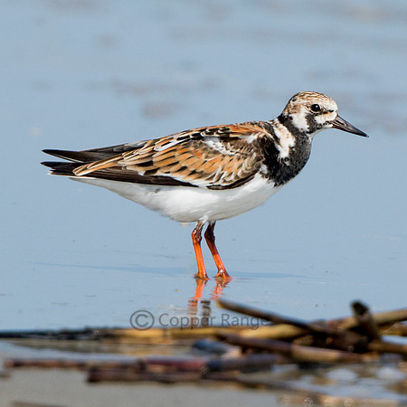 Adult Ruddy Turnstone